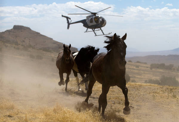 horse-2Bslaughter