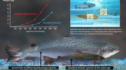 GMO Salmon