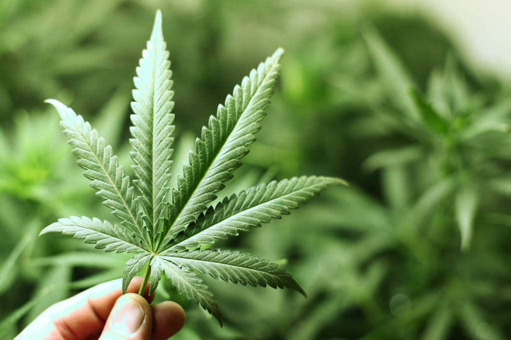 medical-marijuana-cerebal-palsy