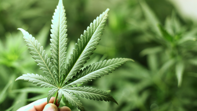 medical-marijuana-cerebal-palsy