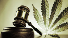 Marijuana Legalization cannabis weed hemp