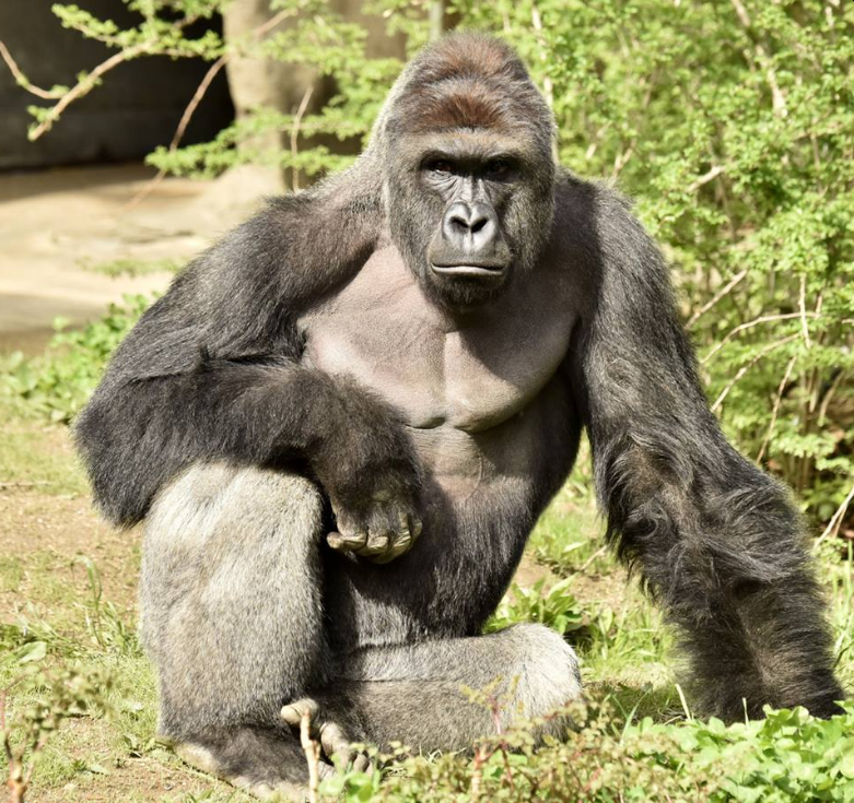 Harambe, a 17-year-old male gorilla, was shot dead Saturday after a child fell into his enclosure. Cincinnati Zoo mother Social Media