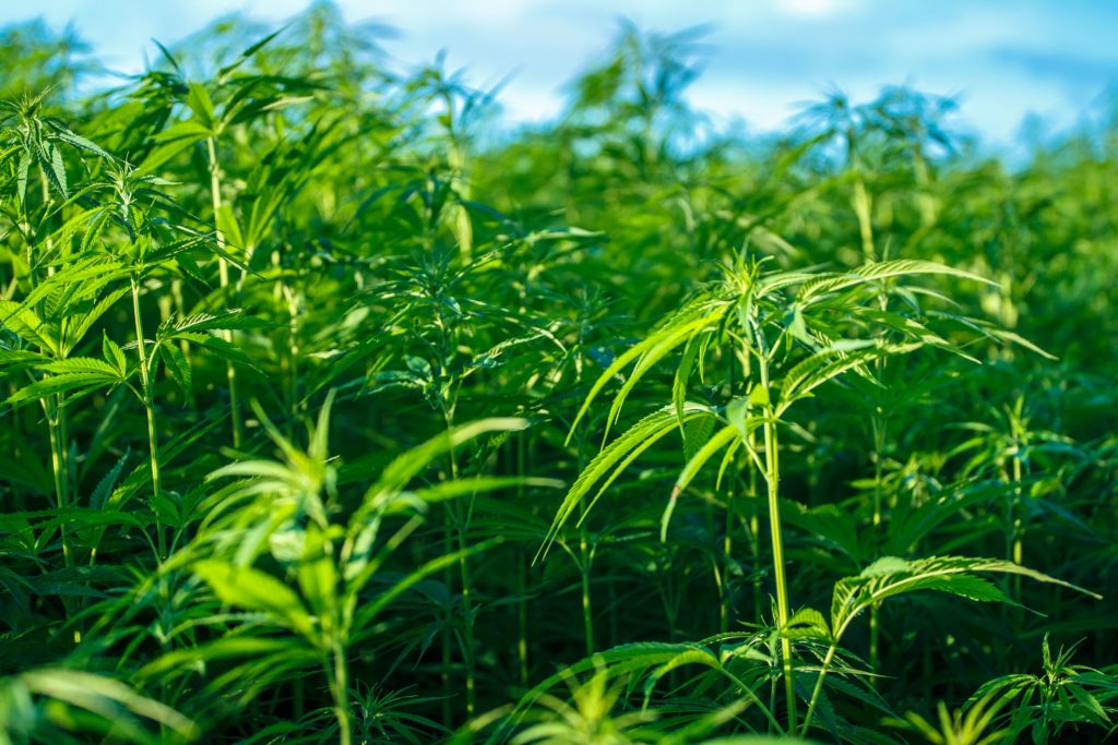 Cannabis Hemp Marijuana