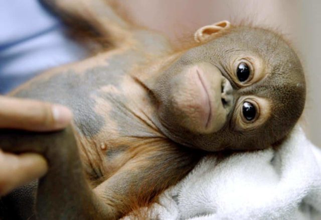 Critically Endangered - Orangutan, Indonesia