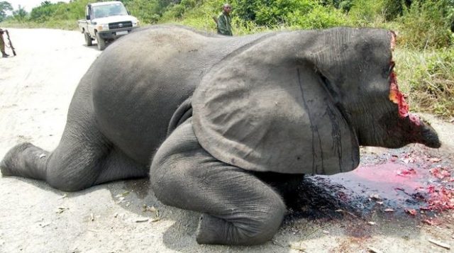 In 1800, there were 26 million elephants in Africa. Projected extinction date: 2026
