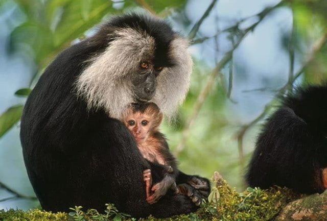Endangered - Lion tailed Macaque