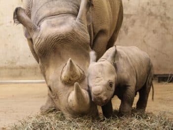 Endangered - Rhinoceros (and calf)