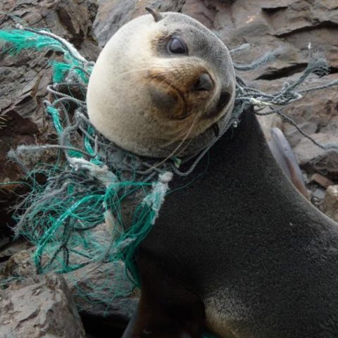 Seal strangled with plastic