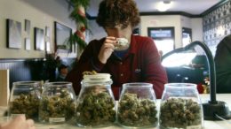 Trump's Wall Medical Marijuana