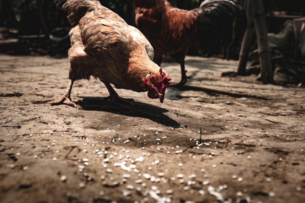 Chicken Farm Food Safety Agriculture Poultry