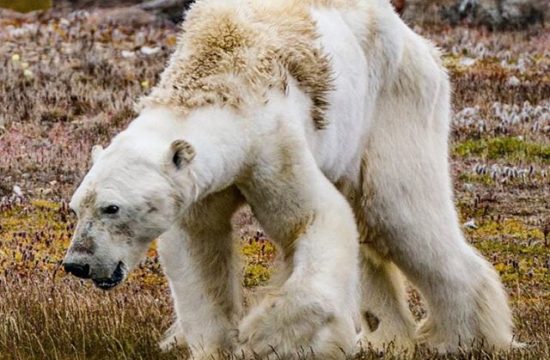 Starving Polar Bear